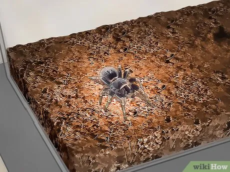 23763 tarantula habitat
