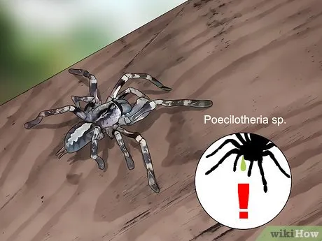 /img/23763-tarantula-handling-mistakes.webp