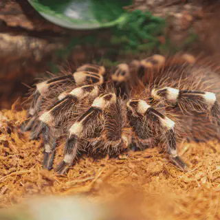 /img/23767-tarantula-pet-health.webp
