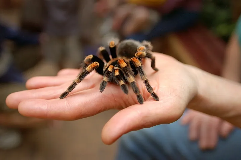 23767 tarantula pet introduction