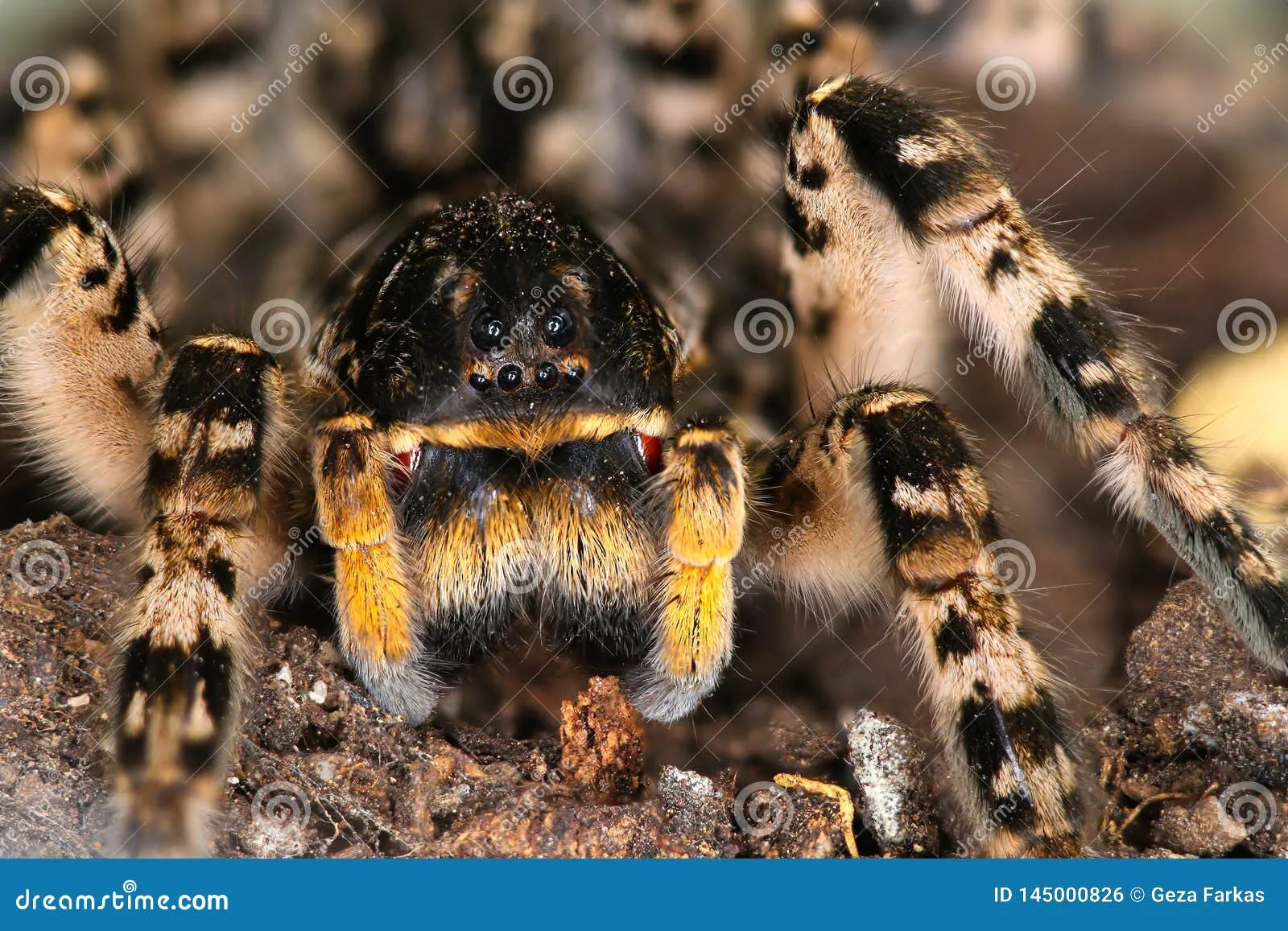 23768 handling tarantula safely