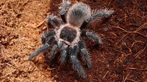 23768 north american tarantula