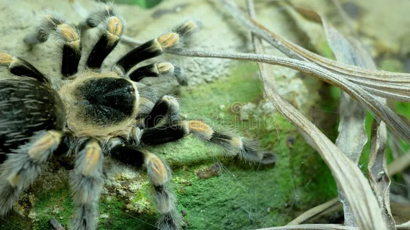 23768 tarantula bite treatment