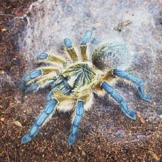 /img/23768-tarantula-habitat-safety.webp
