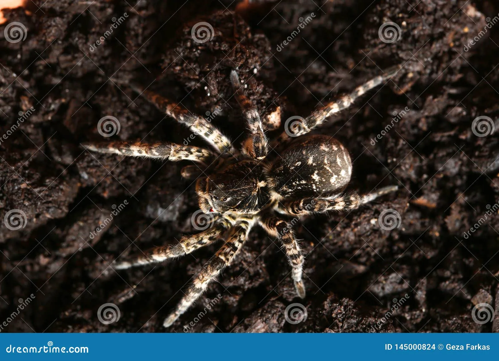 23768 tarantula venom analysis