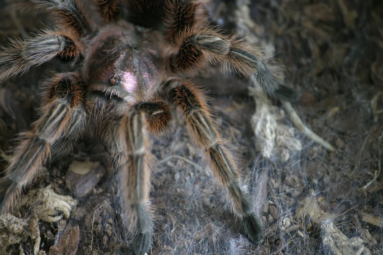 23770 chilean rose tarantula bite