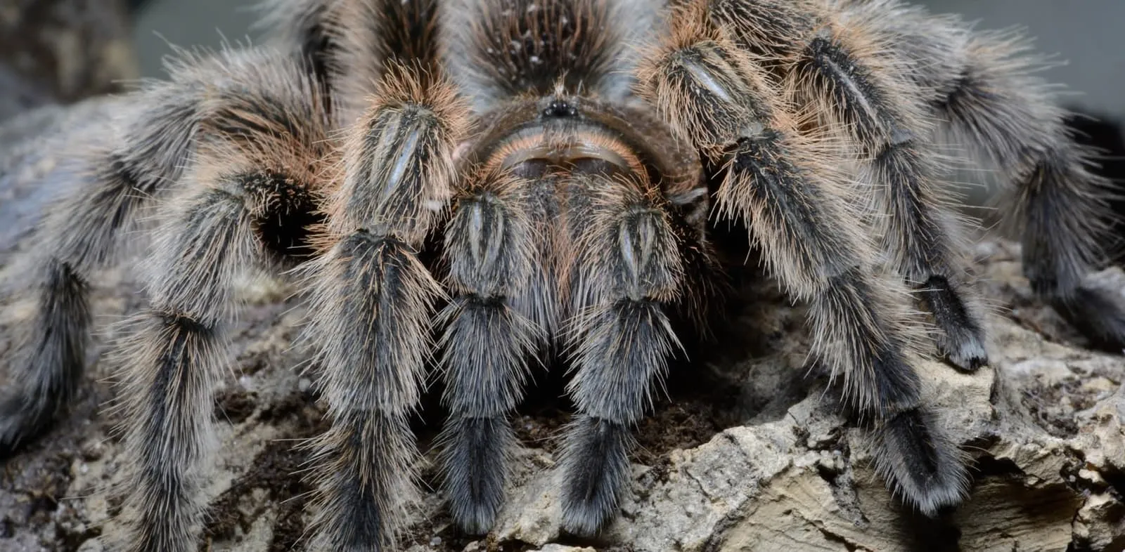 /img/23770-chilean-rose-tarantula-defense-overview.webp