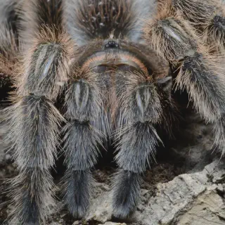 /img/23770-chilean-rose-tarantula-defense-overview.webp