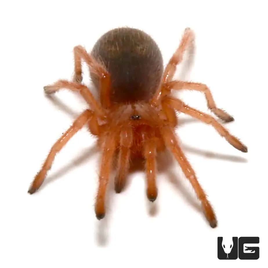 23770 chilean rose tarantula fleeing