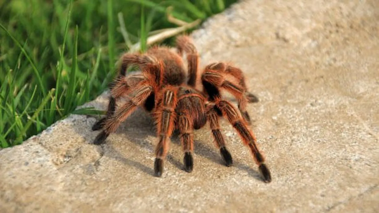 23770 chilean rose tarantula stridulation
