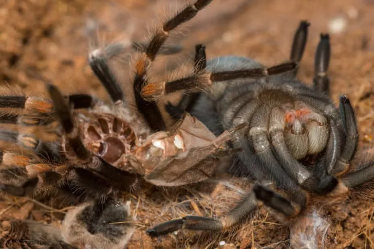 23771 camera setup tarantula