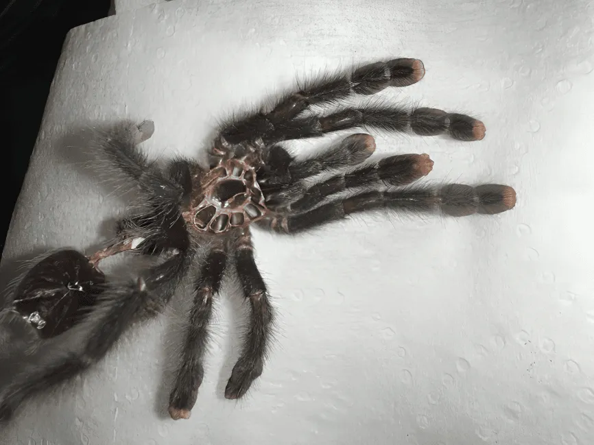 23771 pink toe tarantula molt process