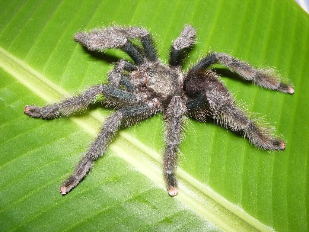 23771 pink toe tarantula webbing