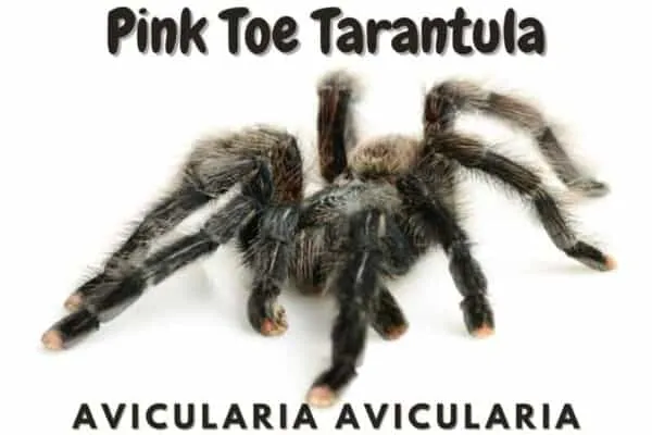 23771 tarantula molting video editing