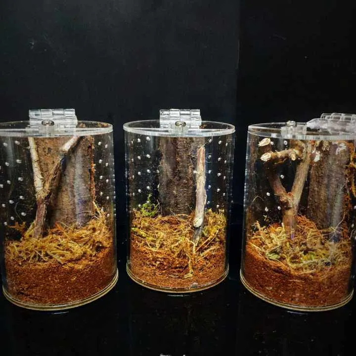 23772 tarantula enclosure lazada enclosure1