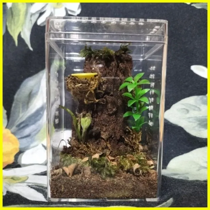 /img/23772-tarantula-enclosure-lazada-humidity.webp
