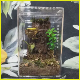 /img/23772-tarantula-enclosure-lazada-humidity.webp
