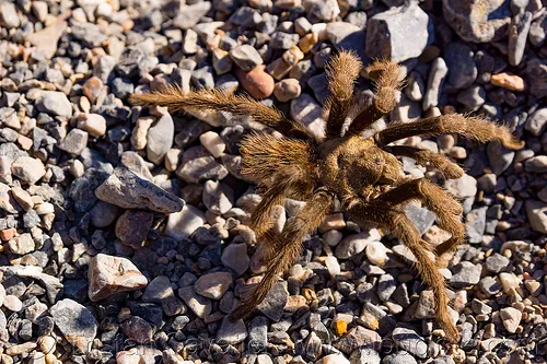 23774 brown tarantula spider close up