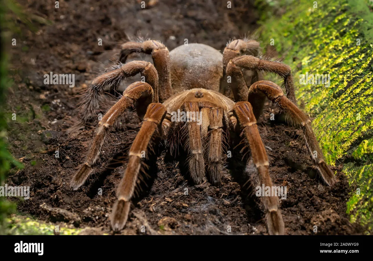 23774 brown tarantula spider defense