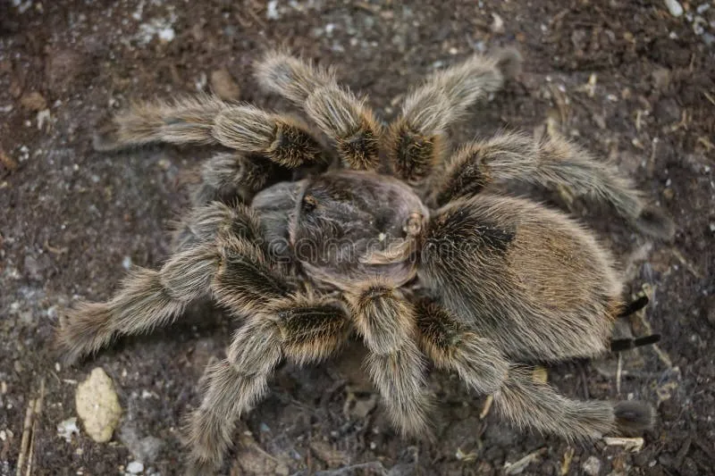 23774 brown tarantula spider eating