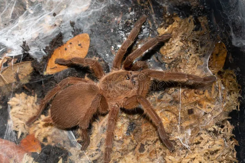 23774 brown tarantula spider habitat