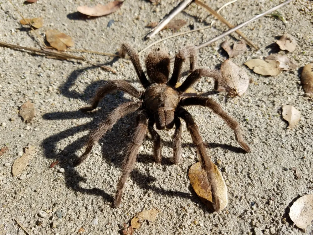 /img/23774-brown-tarantula-spider-handling.webp
