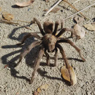 /img/23774-brown-tarantula-spider-handling.webp