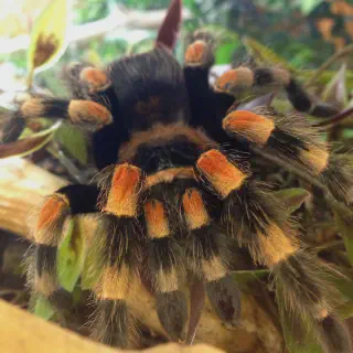/img/23777-tarantula-breeding.webp