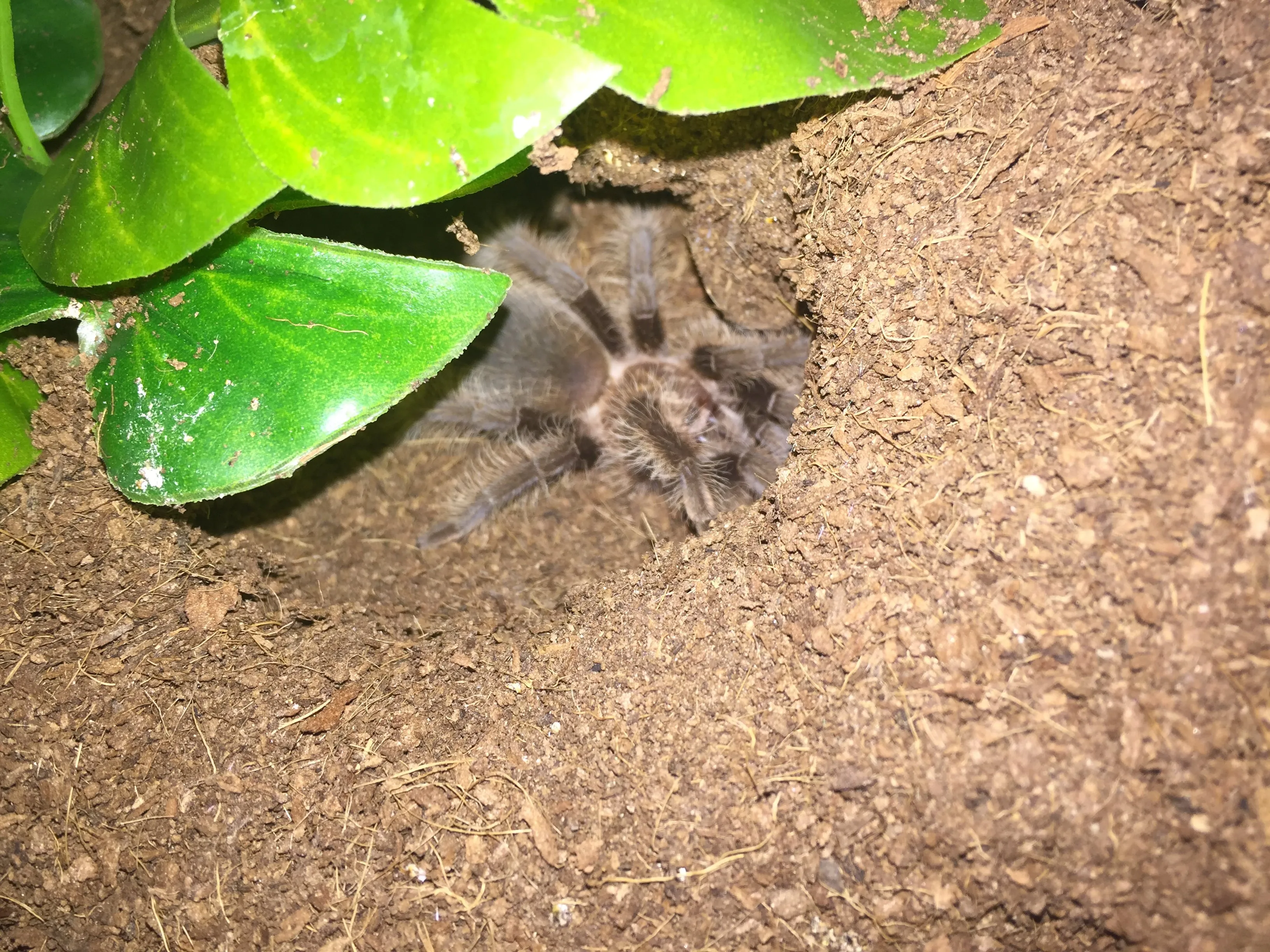 23780 albopilosum tarantula cleaning