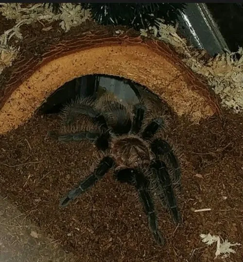 23780 albopilosum tarantula feeding