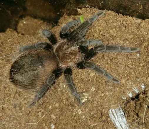 23780 albopilosum tarantula handling