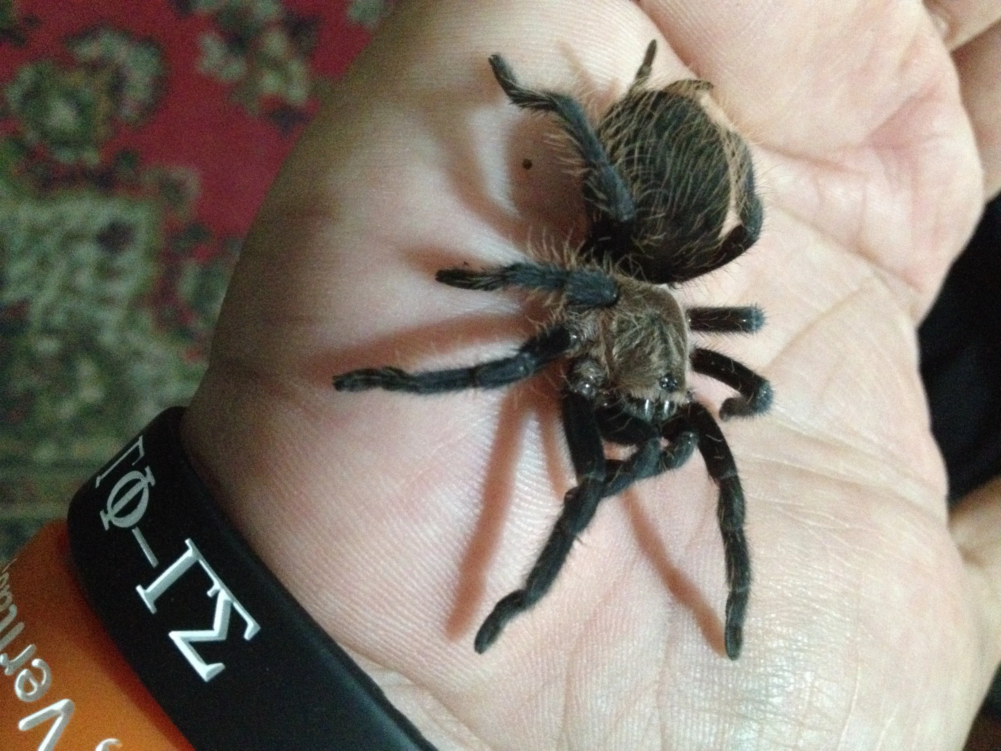 /img/23780-albopilosum-tarantula-healthy.webp