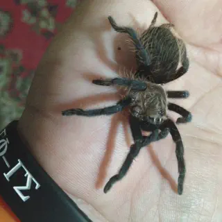 /img/23780-albopilosum-tarantula-healthy.webp