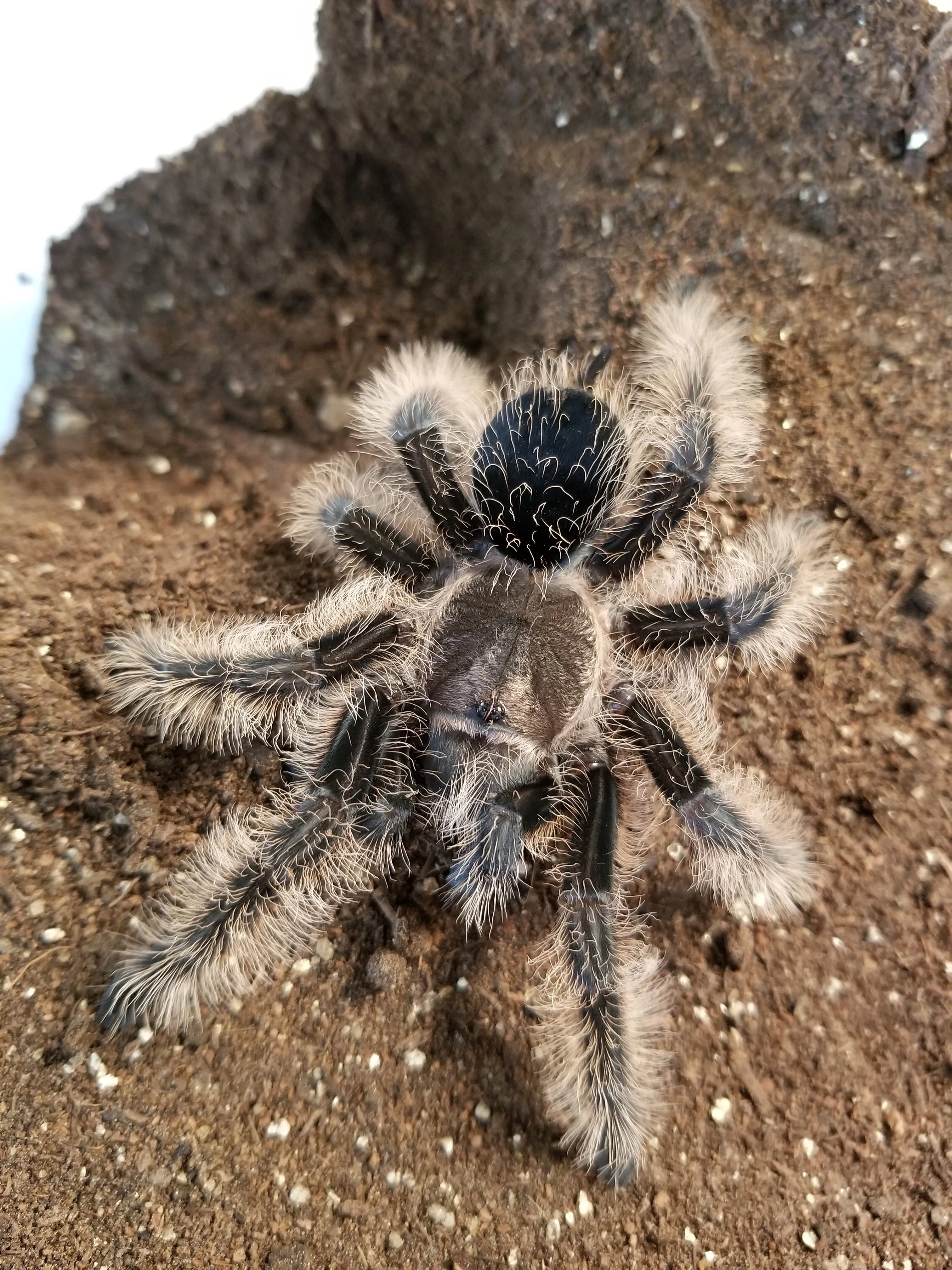 23780 albopilosum tarantula molting