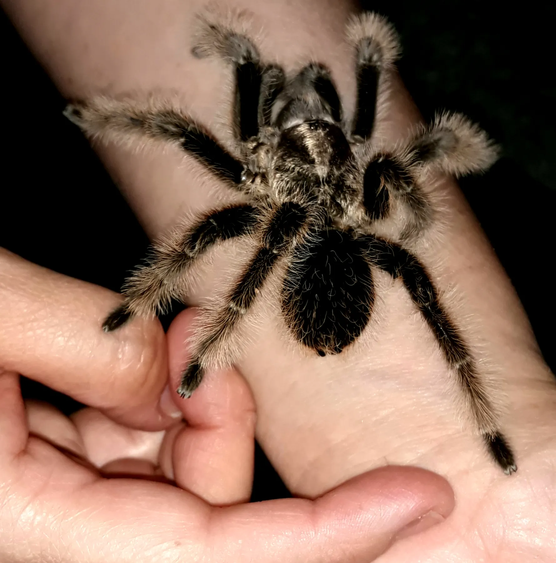 23780 albopilosum tarantula substrate