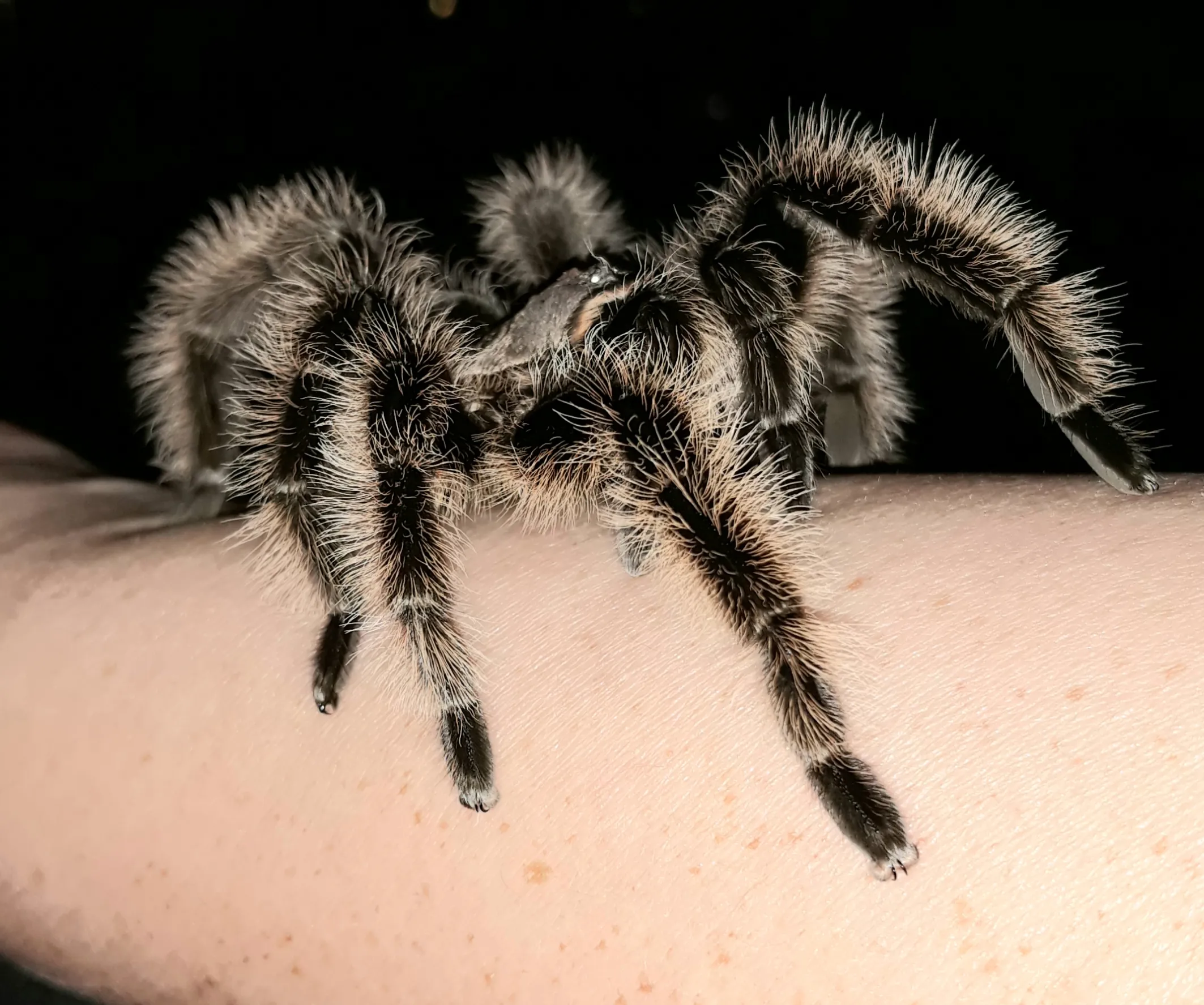23780 albopilosum tarantula water