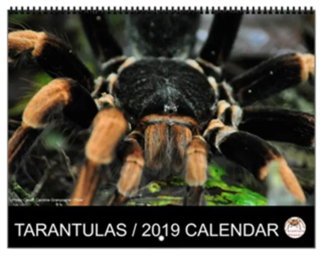 23783 tarantula farming environment
