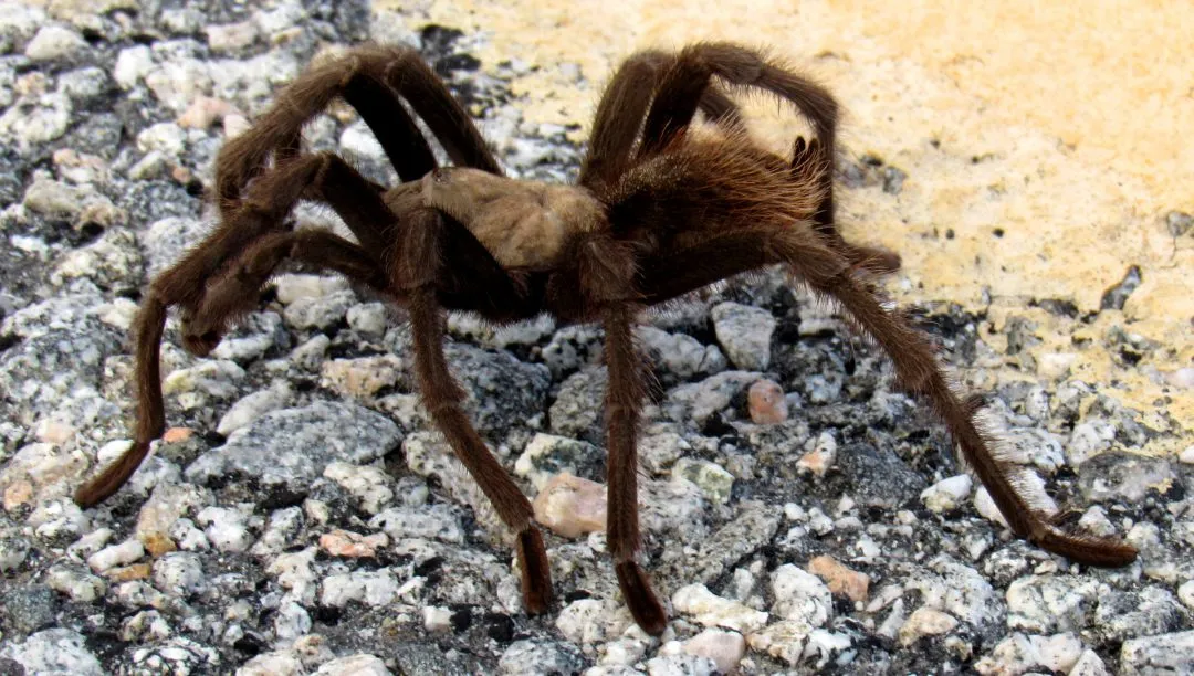 23783 tarantula feeding schedule