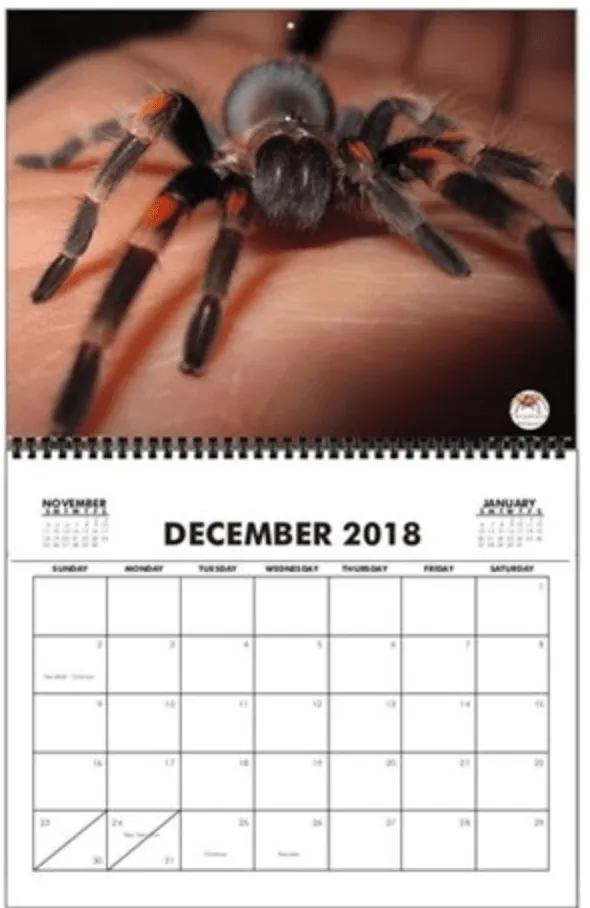 23783 tarantula humidity levels