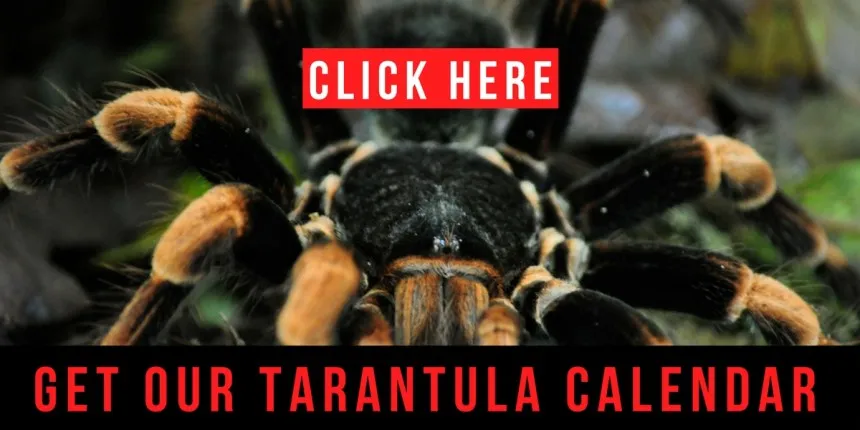 /img/23783-tarantula-preparation.webp