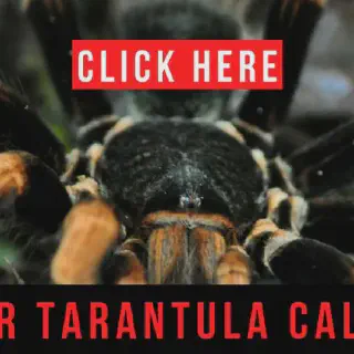 /img/23783-tarantula-preparation.webp