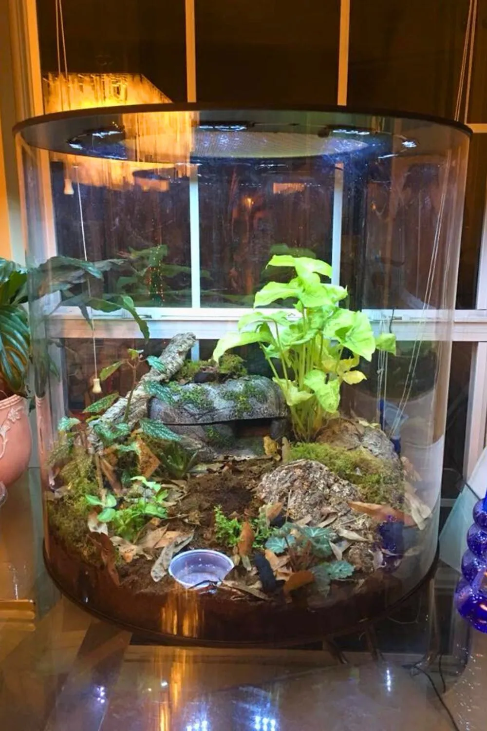 23786 arboreal tarantula enclosure