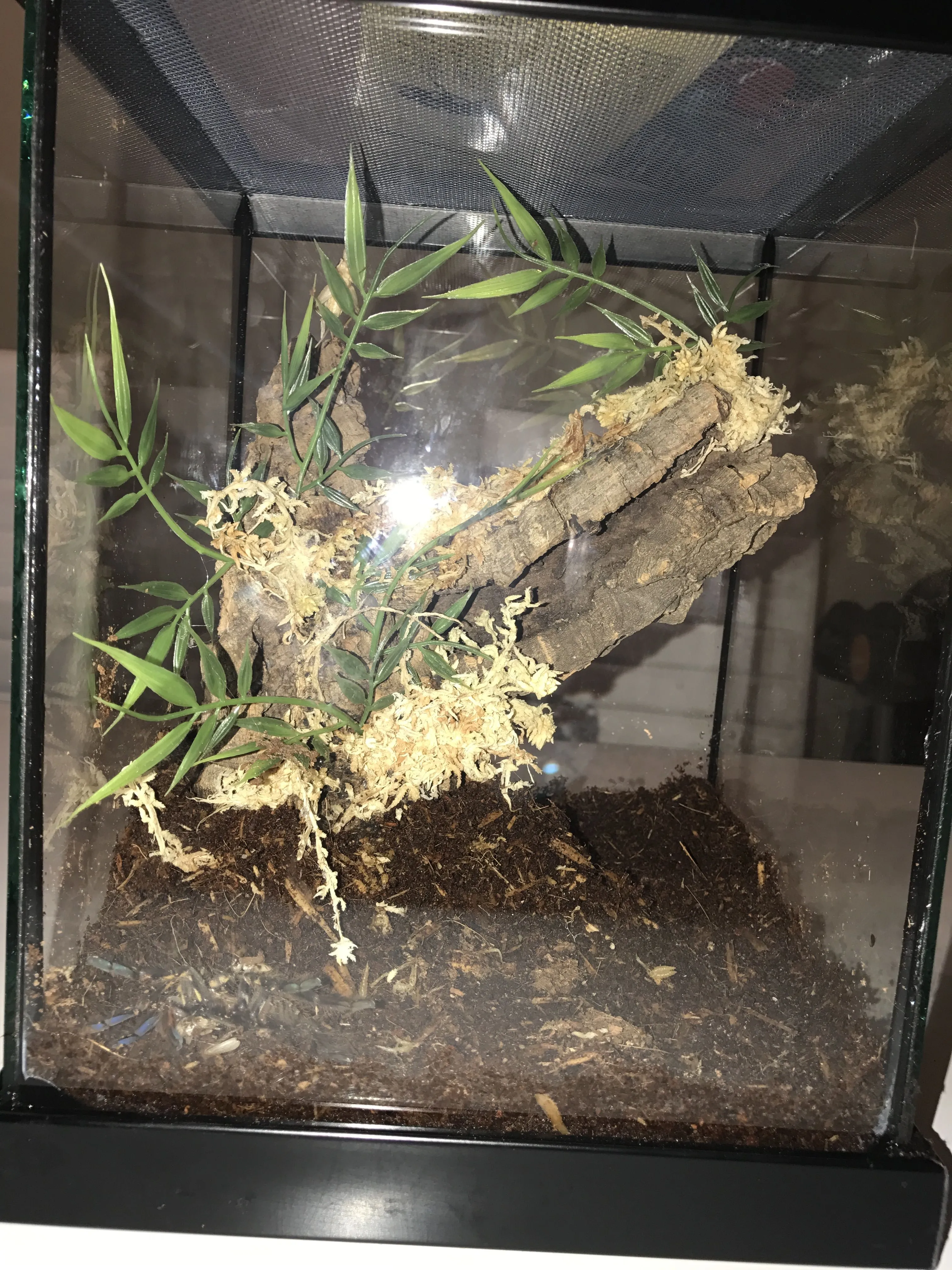 23786 tarantula ventilation