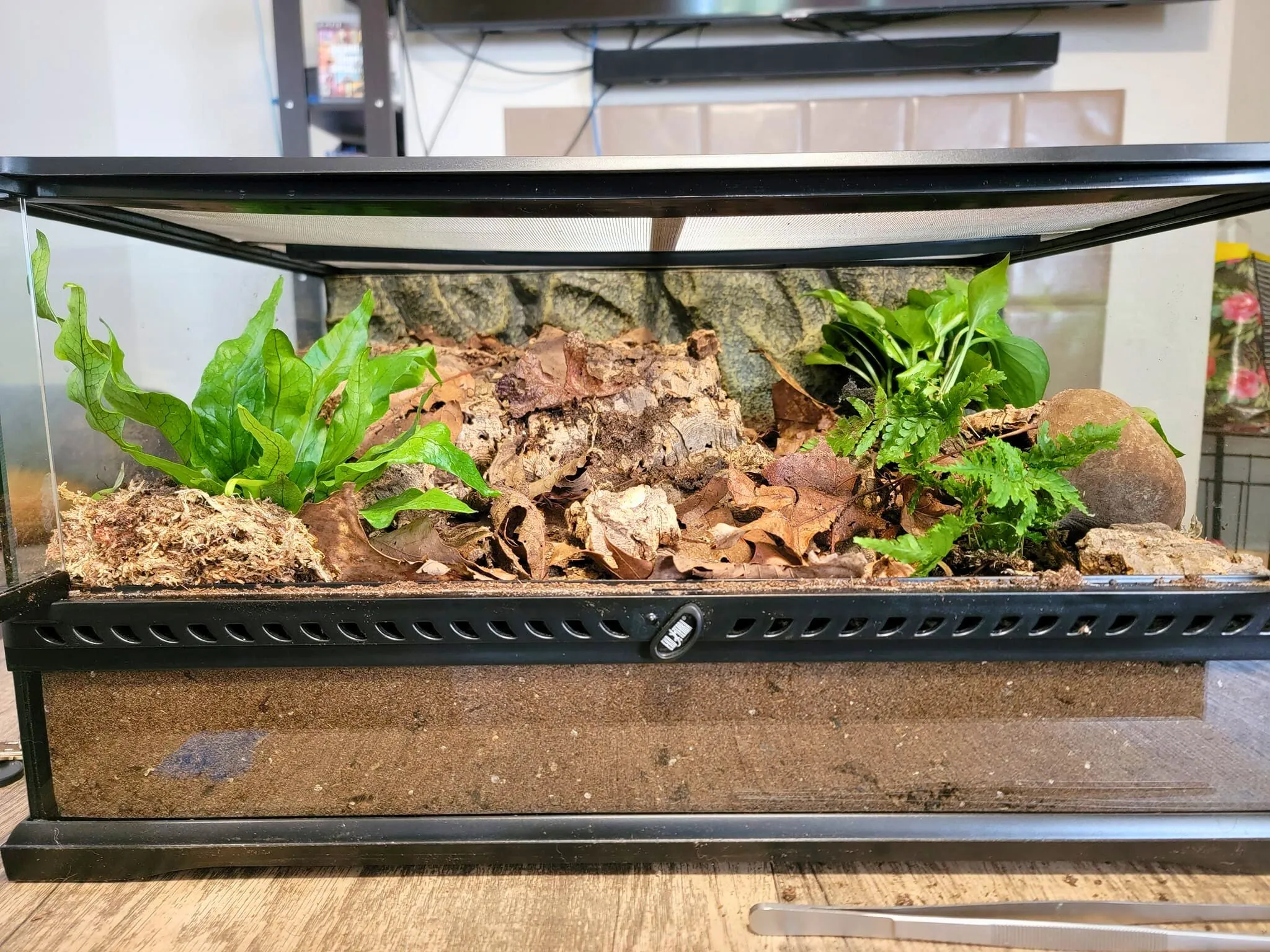 23786 terrestrial tarantula enclosure