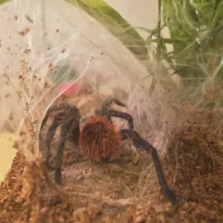 /img/23788-tunnel-tarantula-anatomy.webp