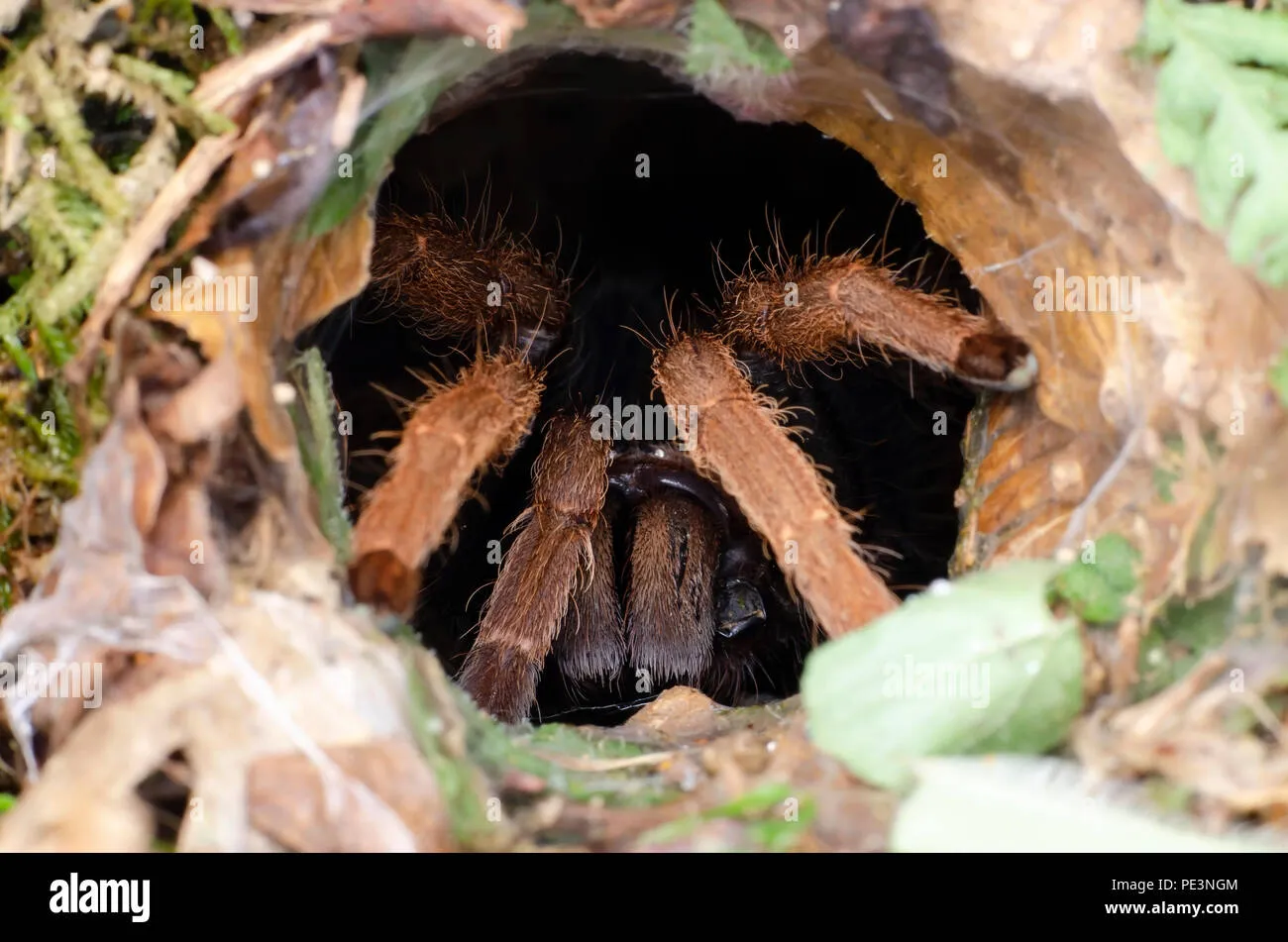 23788 tunnel tarantula feeding
