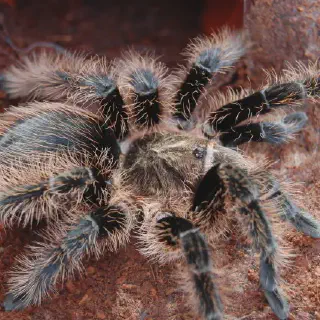 /img/23790-curly-hair-tarantula-enclosure.webp