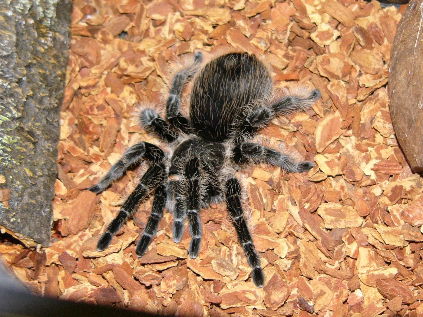23790 curly hair tarantula habitat