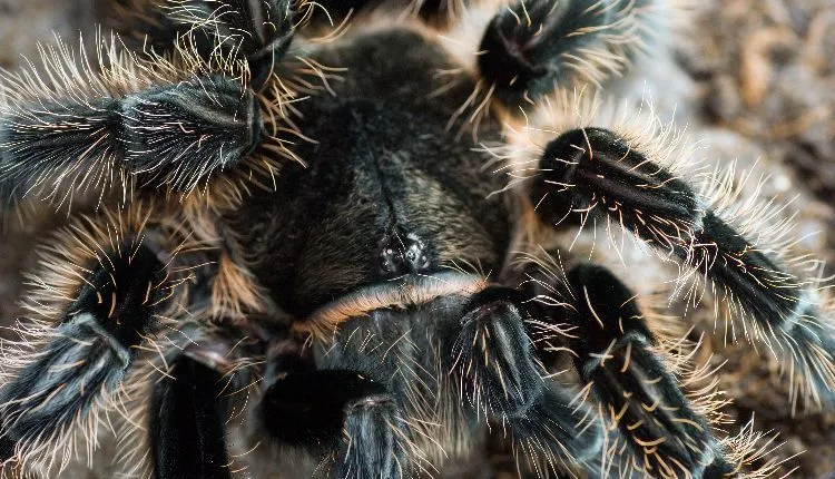 23790 curly hair tarantula handling