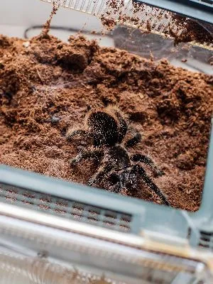 23790 curly hair tarantula substrate